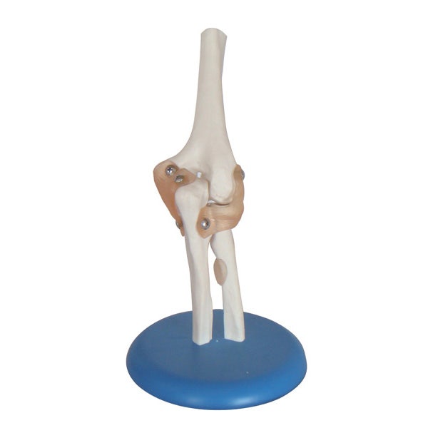Life Size Model, Elbow Joint | Teaching Aid