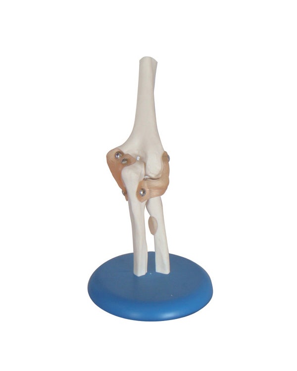 Anatomy & Education - Clinic Supplies