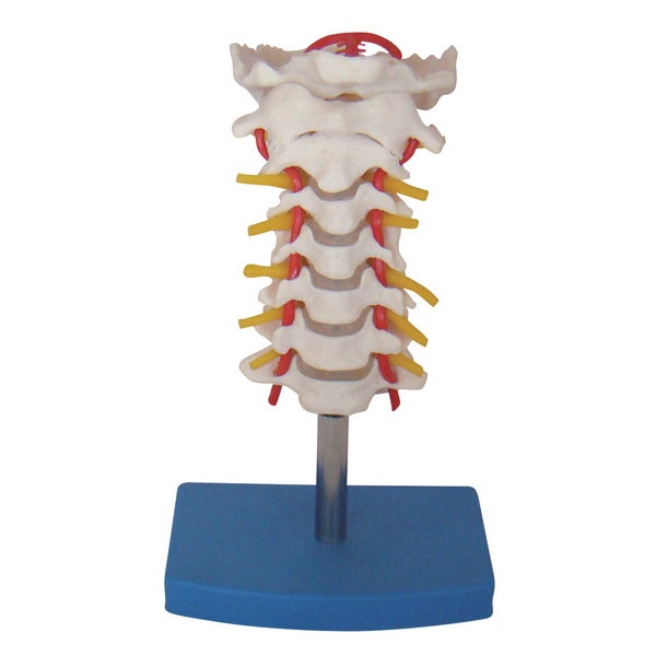 Cervical Vertebral Column with Neck Artery | Teaching Aid