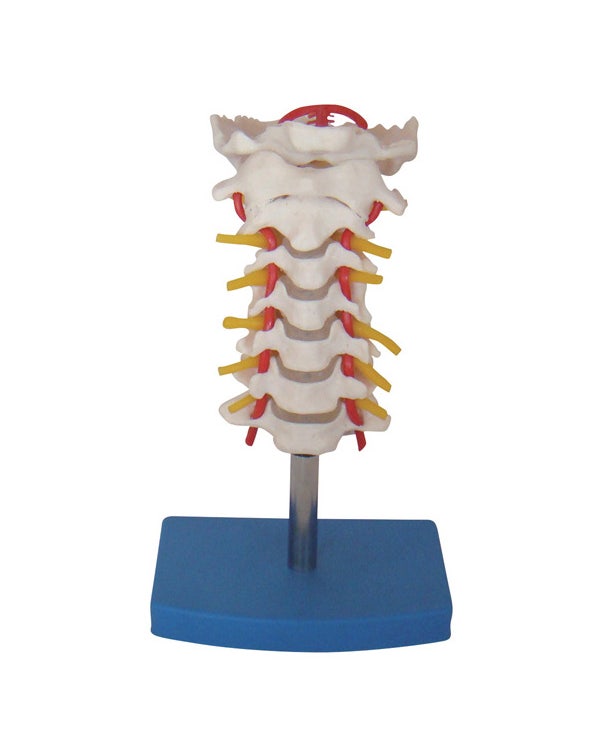Anatomy & Education - Clinic Supplies