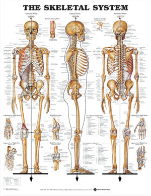 The Skeletal System Anatomical Chart