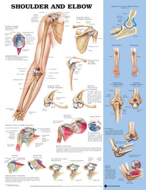 Shoulder and Elbow Anatomical Chart