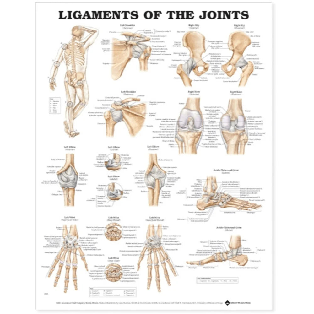 Ligaments of the Joints Anatomical Chart