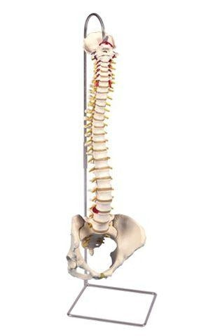 Spinal Flexible With Pelvis Model