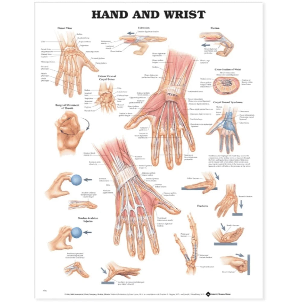 Hand and Writ Anatomical chart