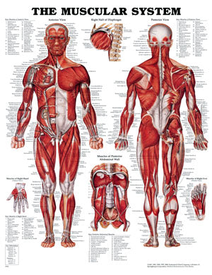 The Muscular System Anatomical Chart