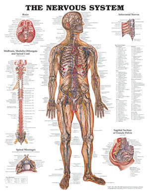 The Nervous System Anatomical Chart