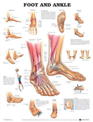 Poster Foot And Ankle Laminated