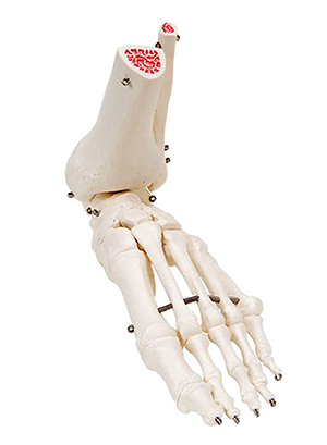 Foot & Ankle Model