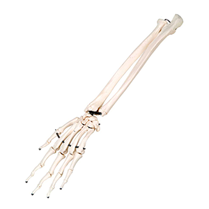 Hand Skeleton Model