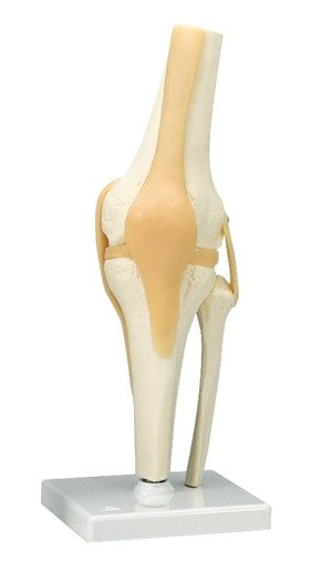 Knee Joint Model