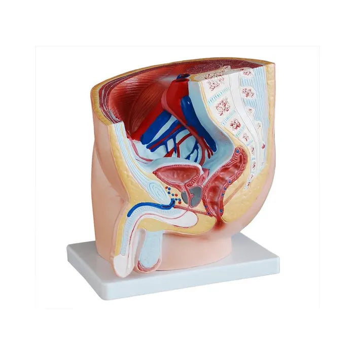 Human Male Pelvis Model
