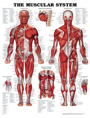 Poster Muscular System