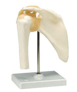 Shoulder Joint Model