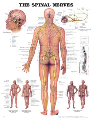 Poster The Spinal Nerves