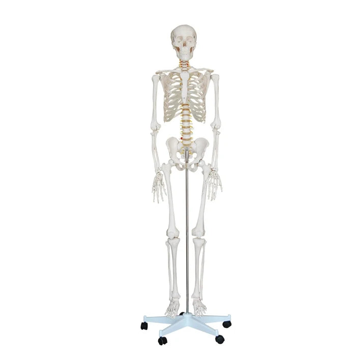 Standard Skeleton - Pelvic Mounted