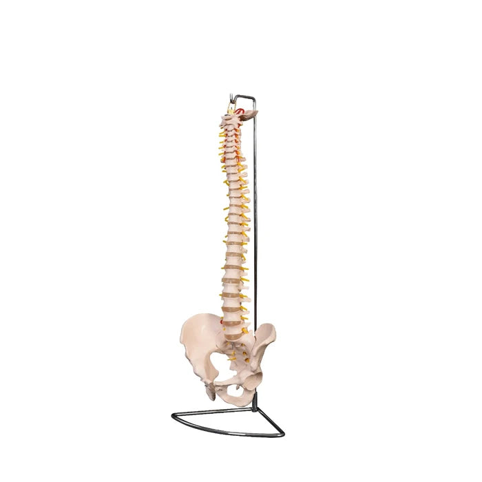 Classic Flexible Spine Model and Stand