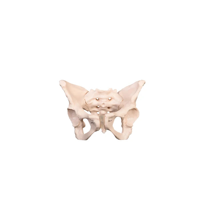 Male Pelvic Skeleton Anatomical Model